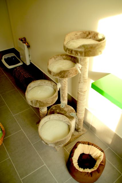 Les chambres de la Pension équipés de jeux et arbres à chats