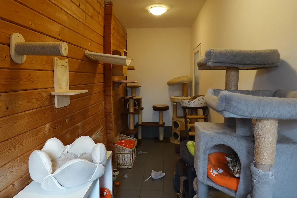 Les chambres de la Pension équipés de jeux et arbres à chats