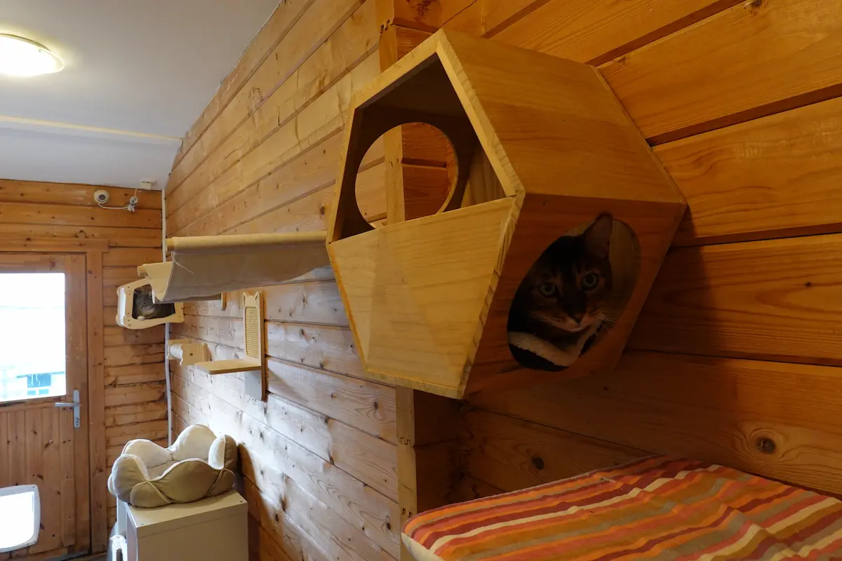 Les chambres de la Pension équipés de jeux et arbres à chats