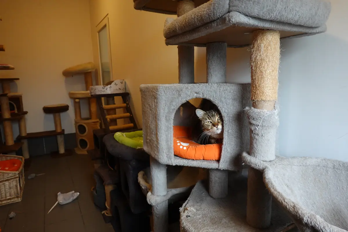 Les chambres de la Pension équipés de jeux et arbres à chats