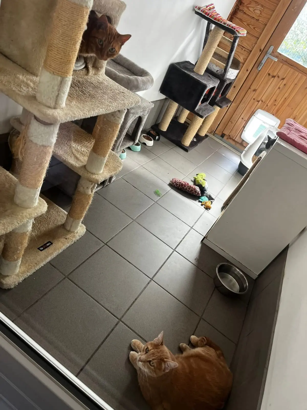Les chambres de la Pension équipés de jeux et arbres à chats