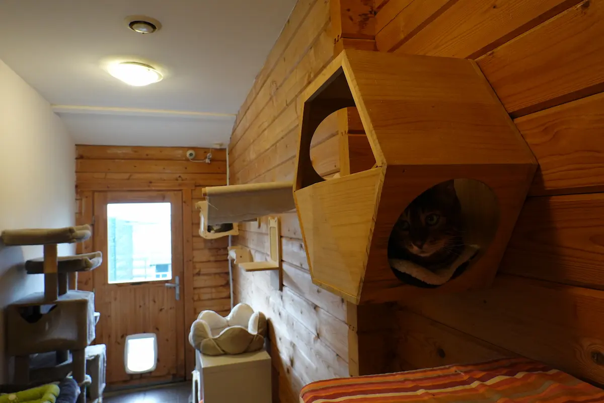 Les chambres de la Pension équipés de jeux et arbres à chats