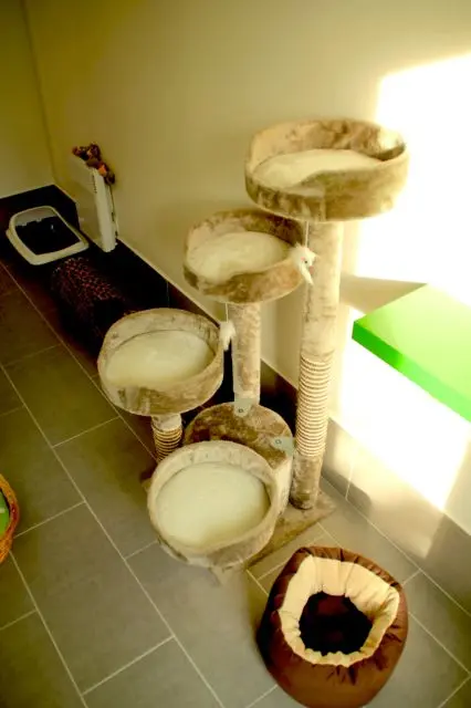 Les chambres de la Pension équipés de jeux et arbres à chats
