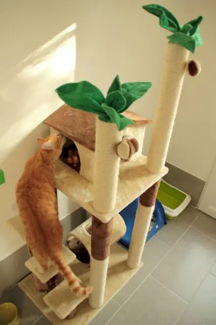 Les chambres de la Pension équipés de jeux et arbres à chats