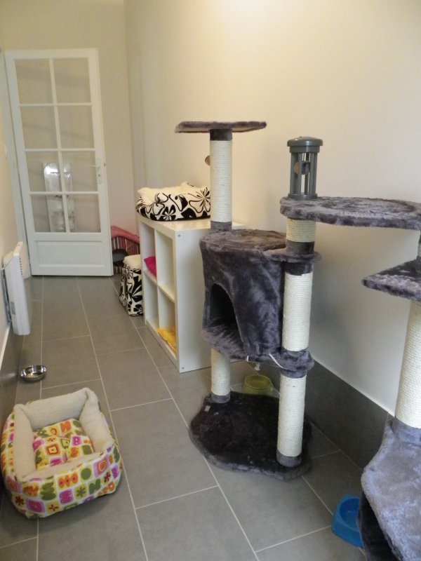 Les chambres de la Pension équipés de jeux et arbres à chats