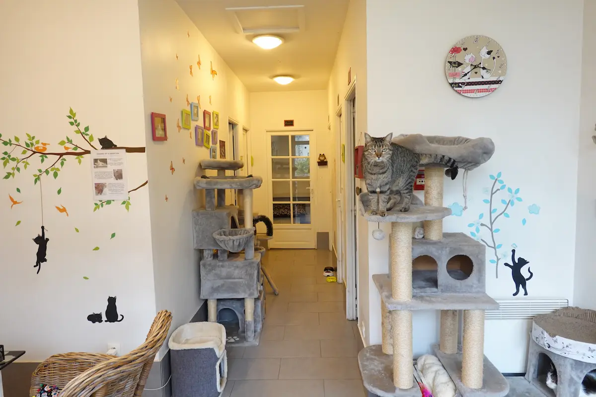 Les locaux de la Pension des 3 Chats