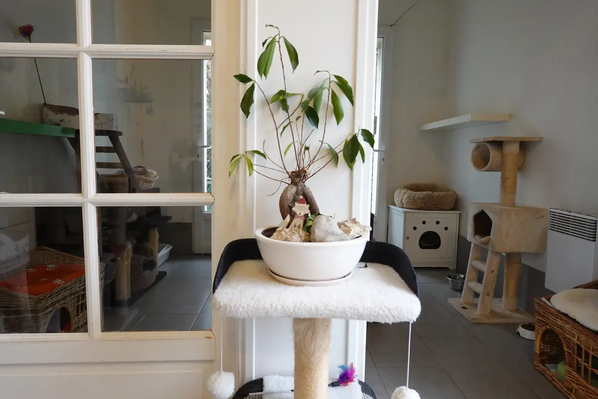 Les locaux de la Pension des 3 Chats