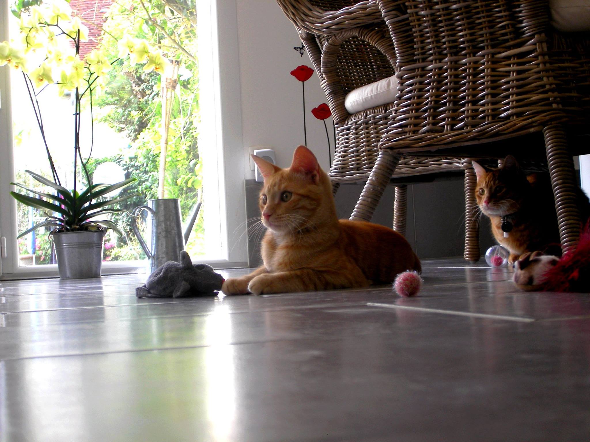 Vos chats en séjour à la Pension des 3 Chats