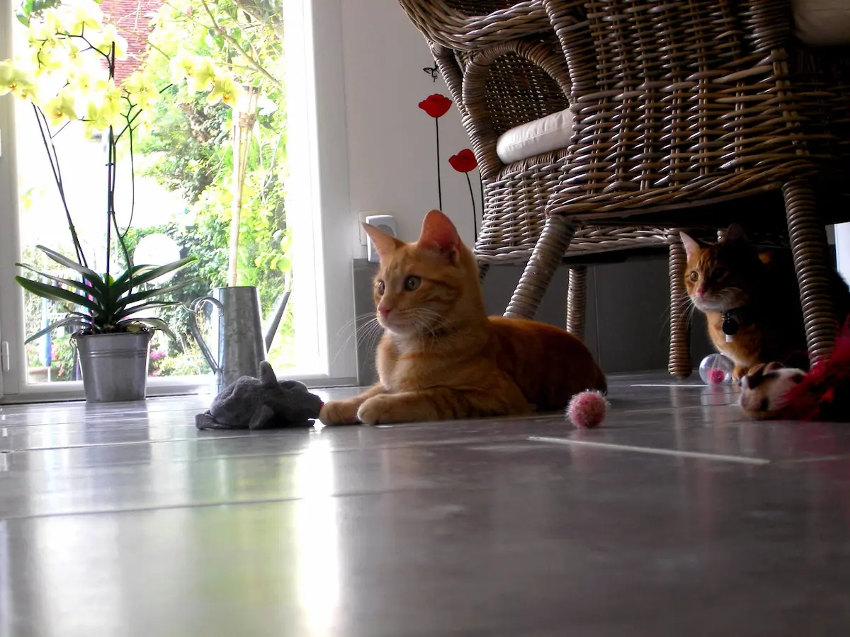 Vos chats en séjour à la Pension des 3 Chats