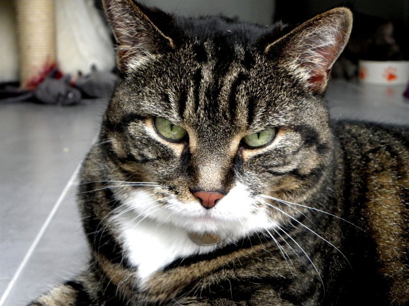 Vos chats en séjour à la Pension des 3 Chats