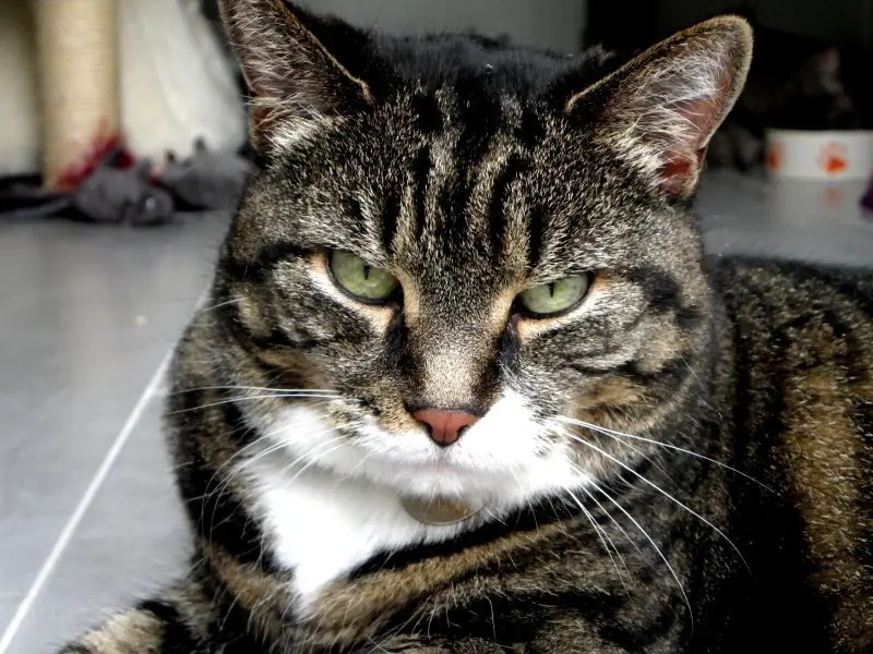 Vos chats en séjour à la Pension des 3 Chats