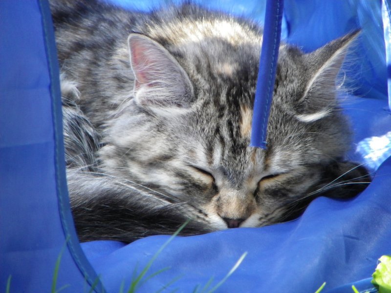 Vos chats en séjour à la Pension des 3 Chats