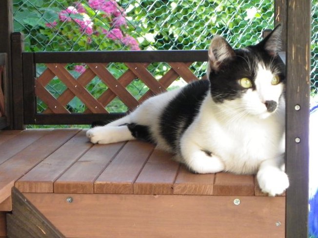 Vos chats en séjour à la Pension des 3 Chats