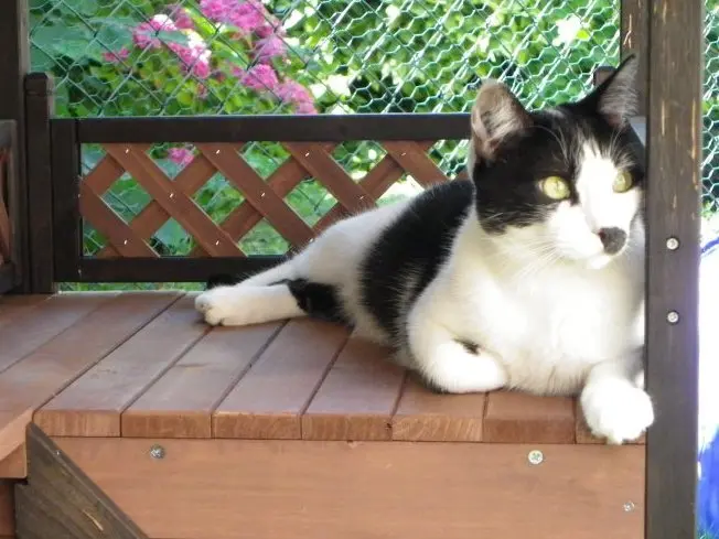 Vos chats en séjour à la Pension des 3 Chats