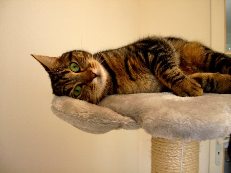 Vos chats en séjour à la Pension des 3 Chats