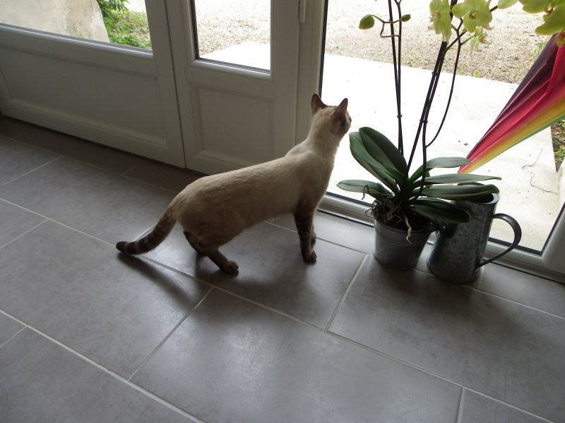 Vos chats en séjour à la Pension des 3 Chats