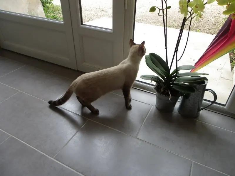 Vos chats en séjour à la Pension des 3 Chats