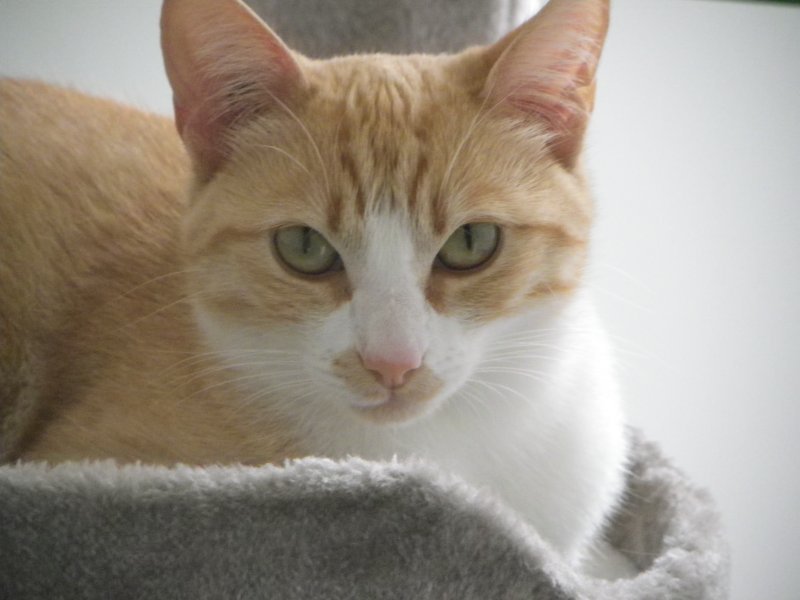 Vos chats en séjour à la Pension des 3 Chats