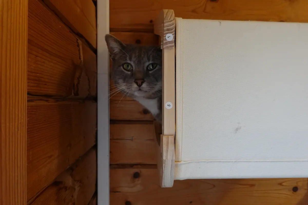 Vos chats en séjour à la Pension des 3 Chats