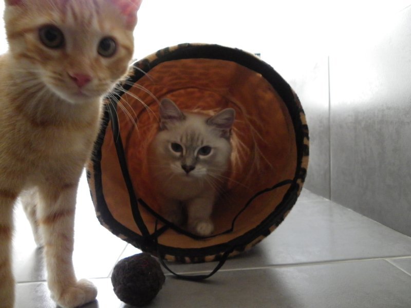 Vos chats en séjour à la Pension des 3 Chats