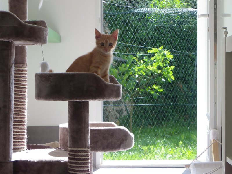 Vos chats en séjour à la Pension des 3 Chats