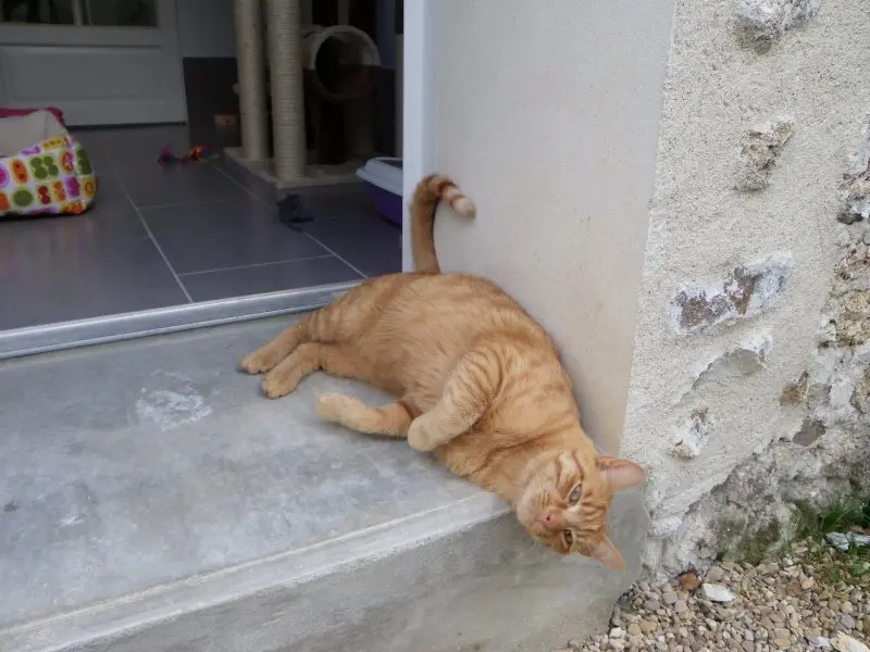 Vos chats en séjour à la Pension des 3 Chats