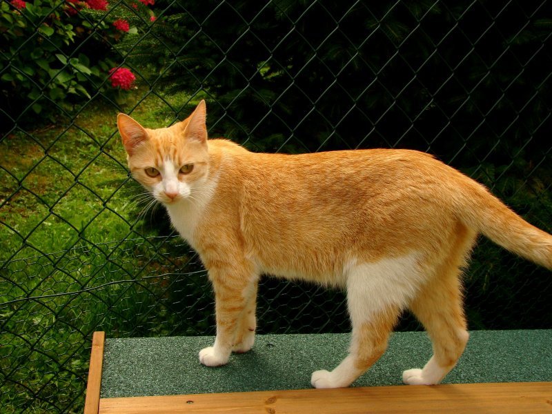 Vos chats en séjour à la Pension des 3 Chats