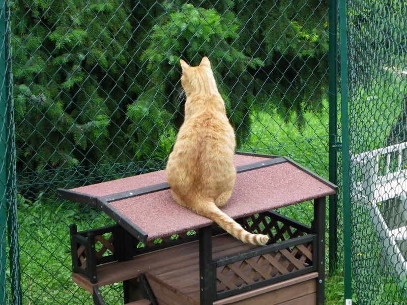 Vos chats en séjour à la Pension des 3 Chats