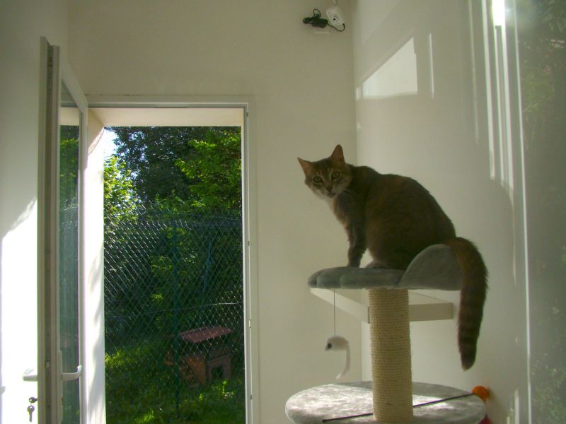 Vos chats en séjour à la Pension des 3 Chats