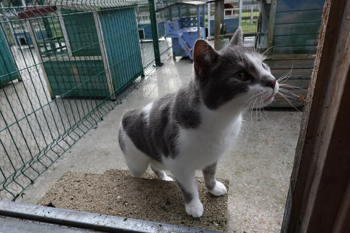 Vos chats en séjour à la Pension des 3 Chats