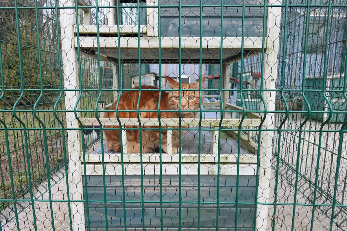 Vos chats en séjour à la Pension des 3 Chats