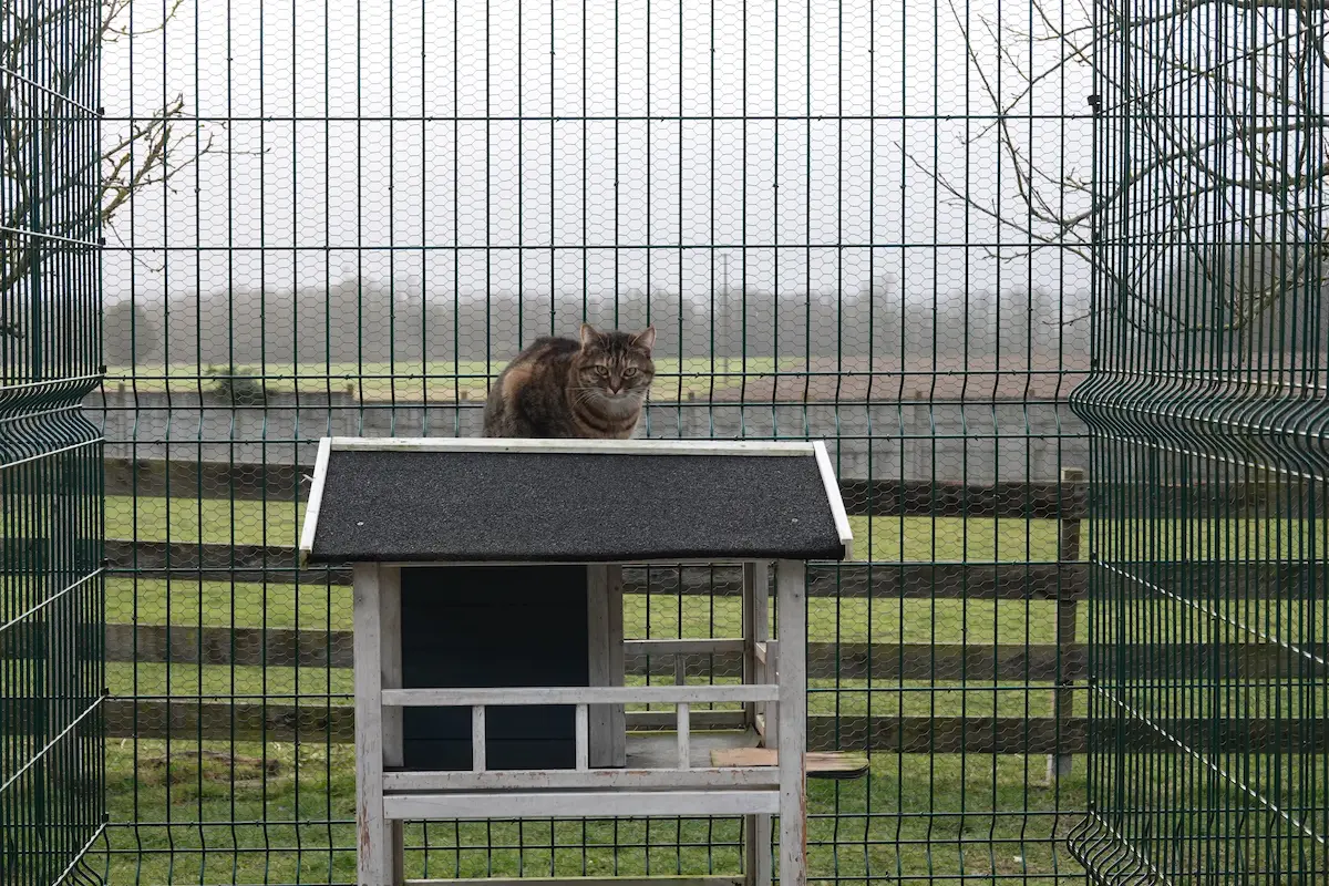 Vos chats en séjour à la Pension des 3 Chats