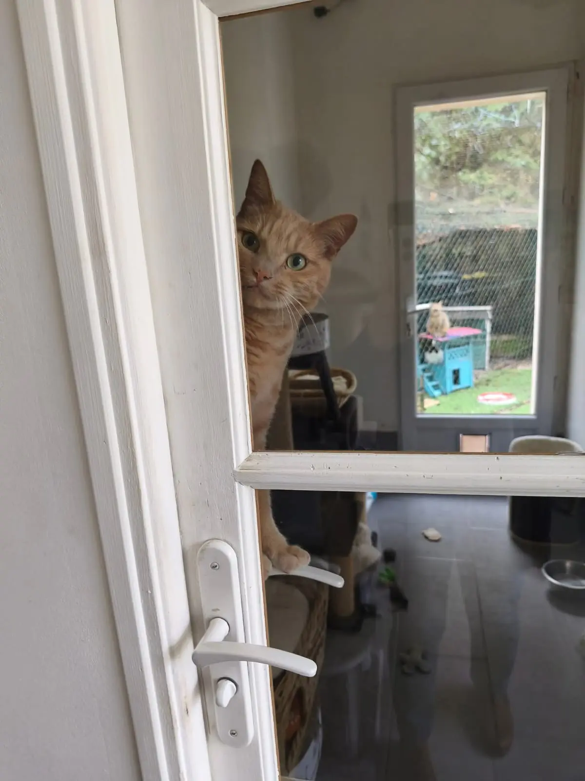 Vos chats en séjour à la Pension des 3 Chats
