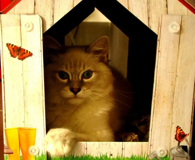 Vos chats en séjour à la Pension des 3 Chats