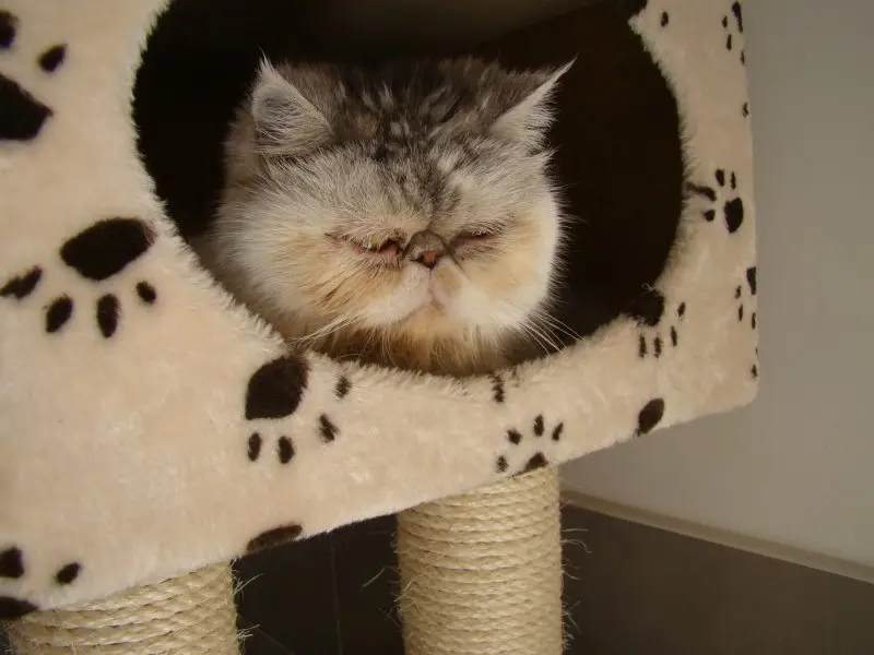 Vos chats en séjour à la Pension des 3 Chats
