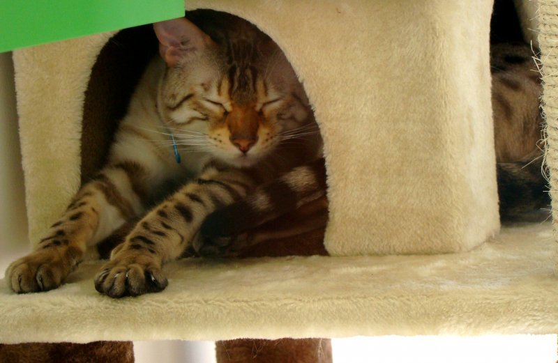 Vos chats en séjour à la Pension des 3 Chats