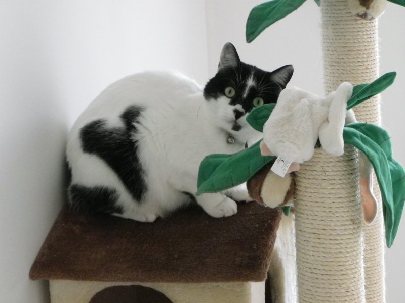 Vos chats en séjour à la Pension des 3 Chats