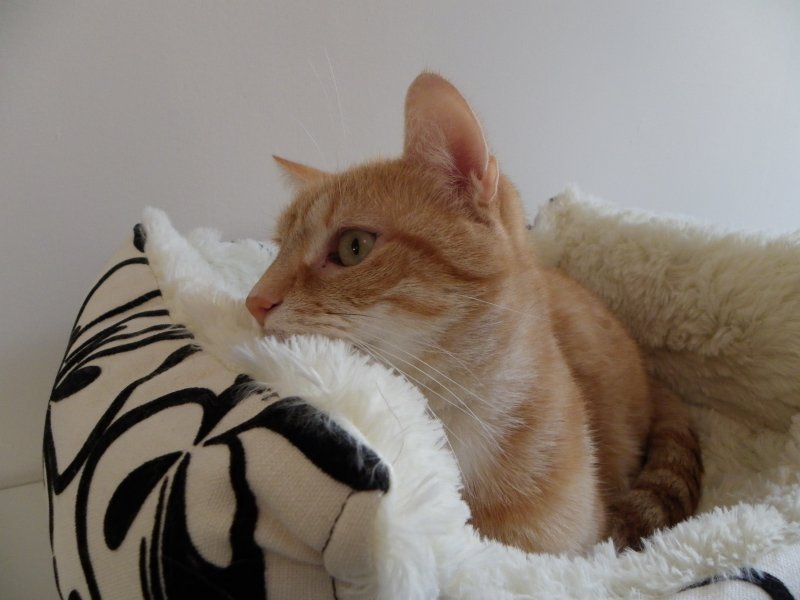 Vos chats en séjour à la Pension des 3 Chats