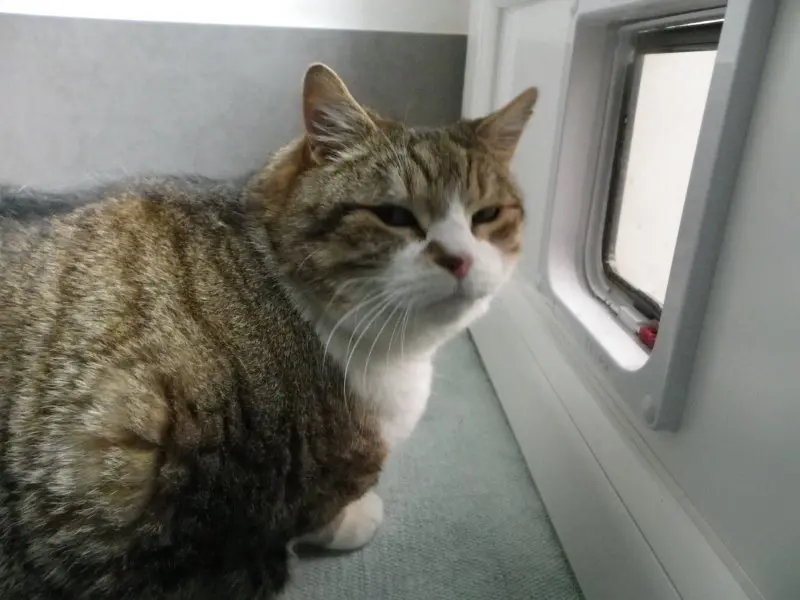 Vos chats en séjour à la Pension des 3 Chats