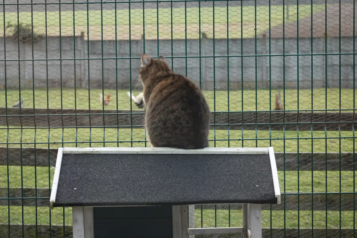 Vos chats en séjour à la Pension des 3 Chats
