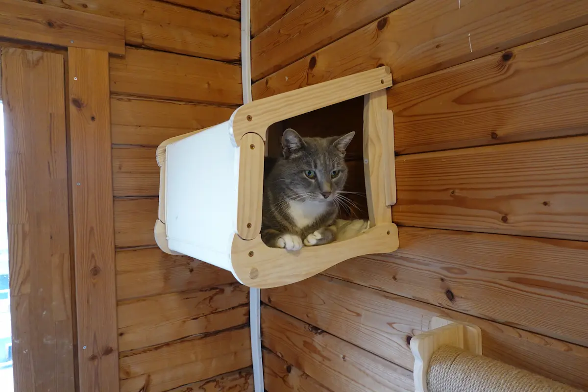 Vos chats en séjour à la Pension des 3 Chats