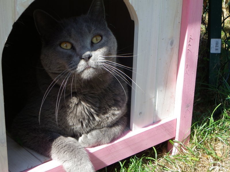 Vos chats en séjour à la Pension des 3 Chats