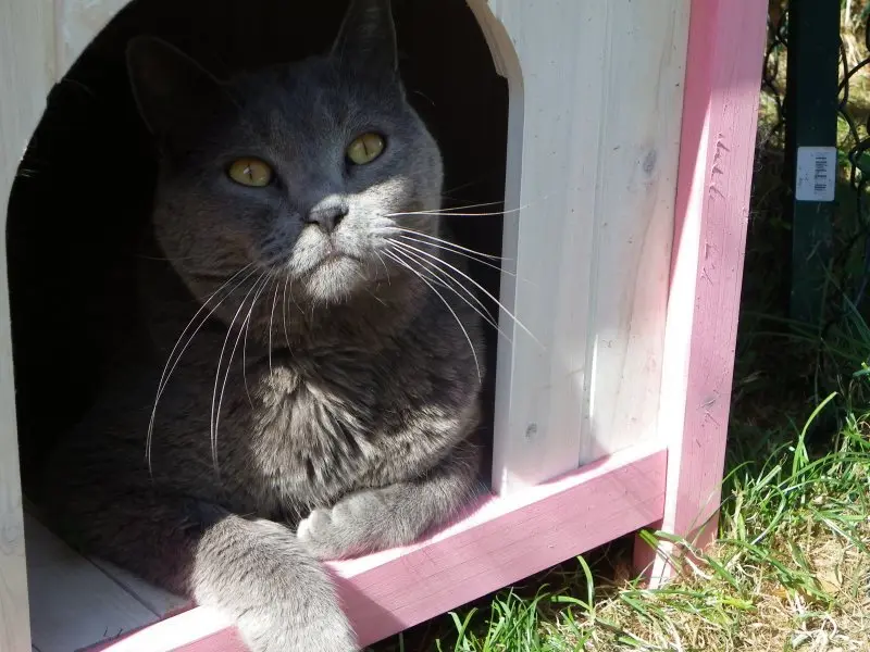 Vos chats en séjour à la Pension des 3 Chats